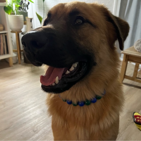 Handcrafted Beaded Dog Collar - Canuck - Blue and Green - Canucks Fan - Picture 8 of 15